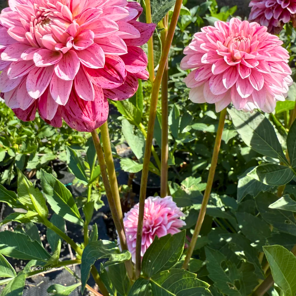 Strawberry Ice dahlia 1024x1024 1